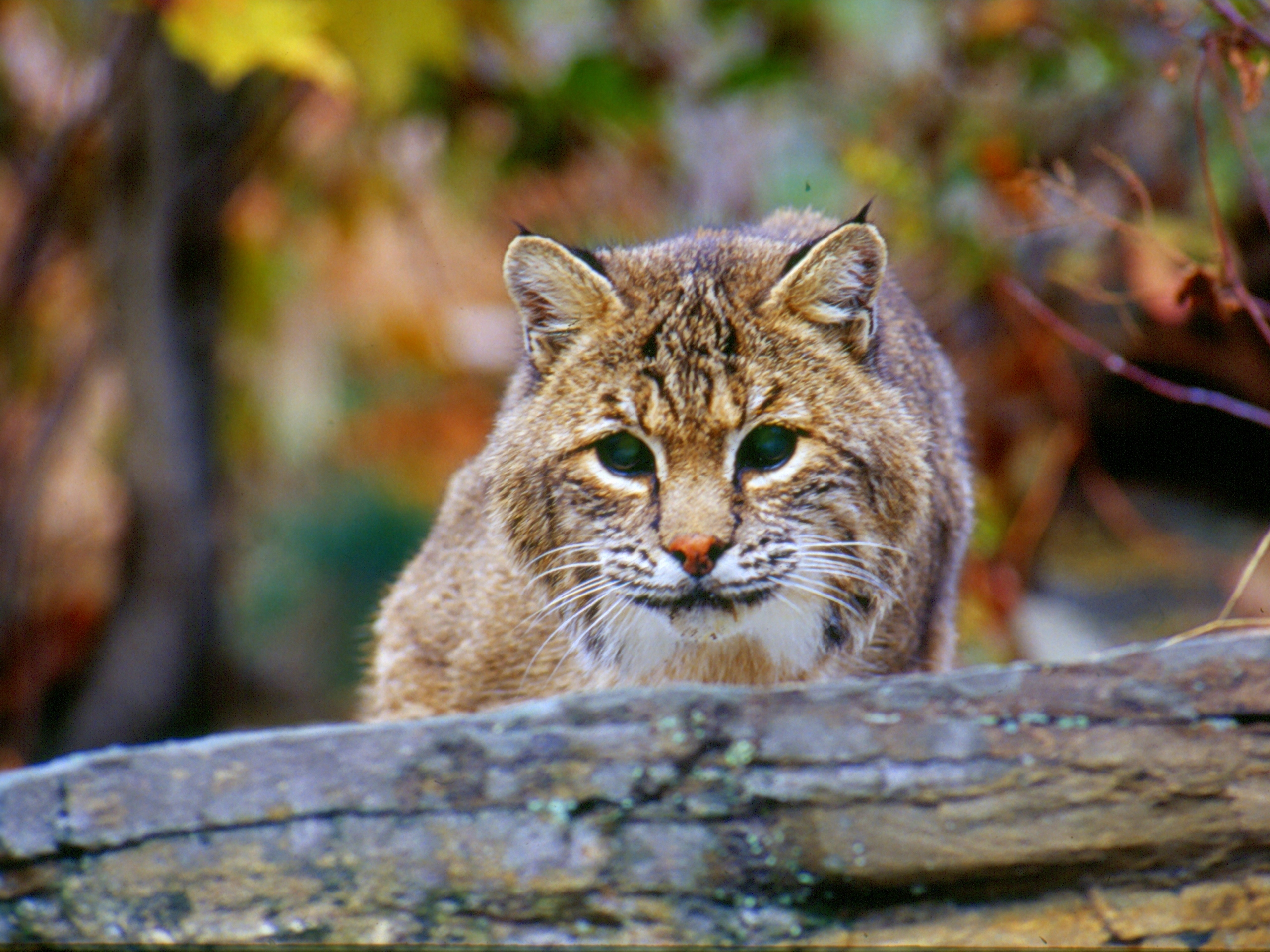 The Surprisingly Common Bobcat Finger Lakes Land Trust The Surprisingly Common Bobcat Finger Lakes Land Trust