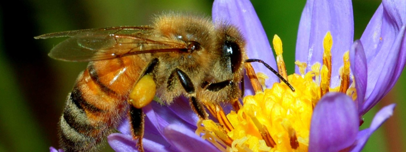 The Honey Bee Our Friend in Danger Finger Lakes Land Trust