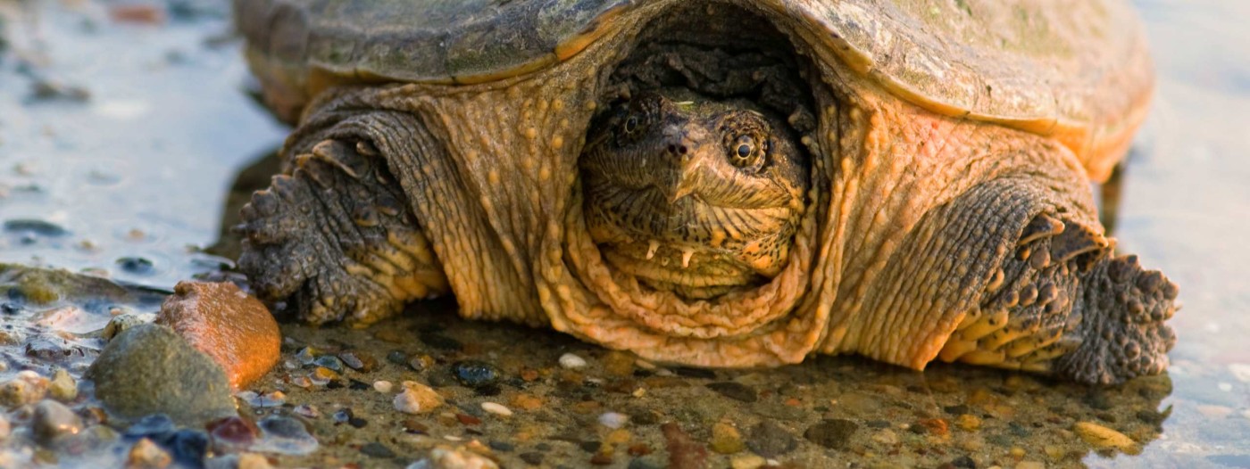 Handle with Care! Snapping Turtles Finger Lakes Land Trust