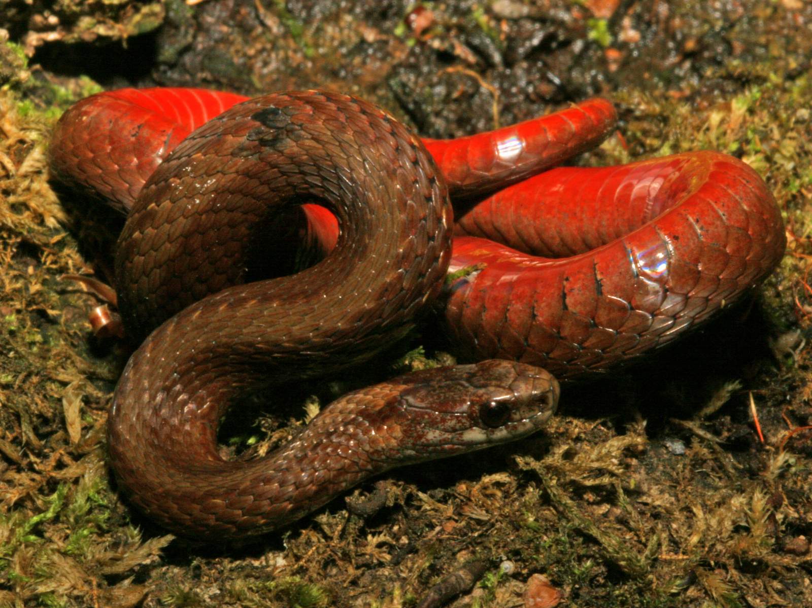The Red-Bellied Snake  Finger Lakes Land Trust