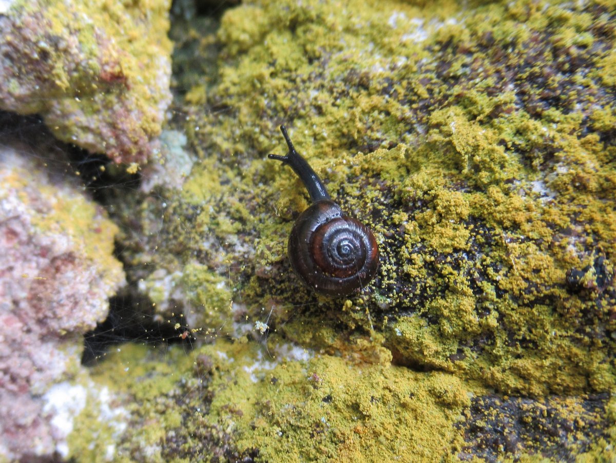 Nature and the Microcosm of Snails | Finger Lakes Land Trust
