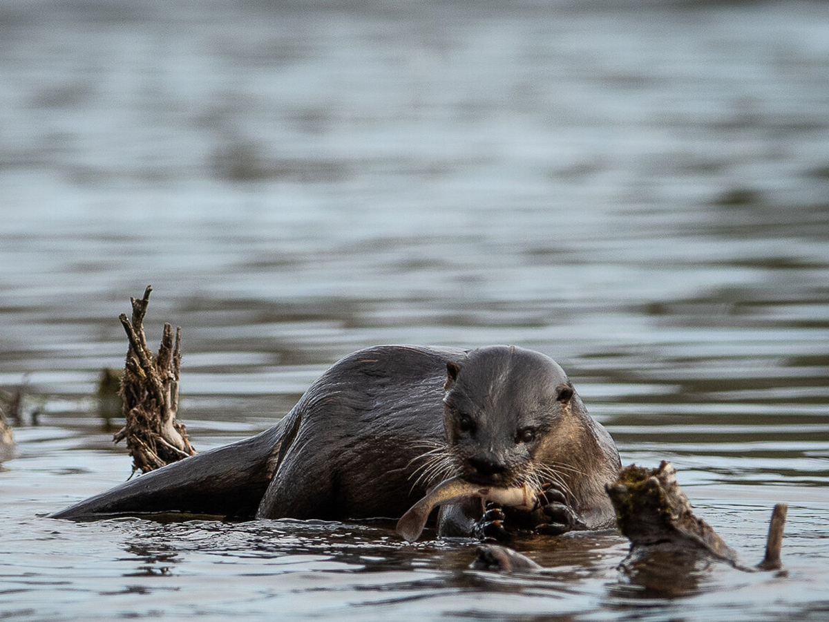 River Otters: Neither Fish nor Flesh