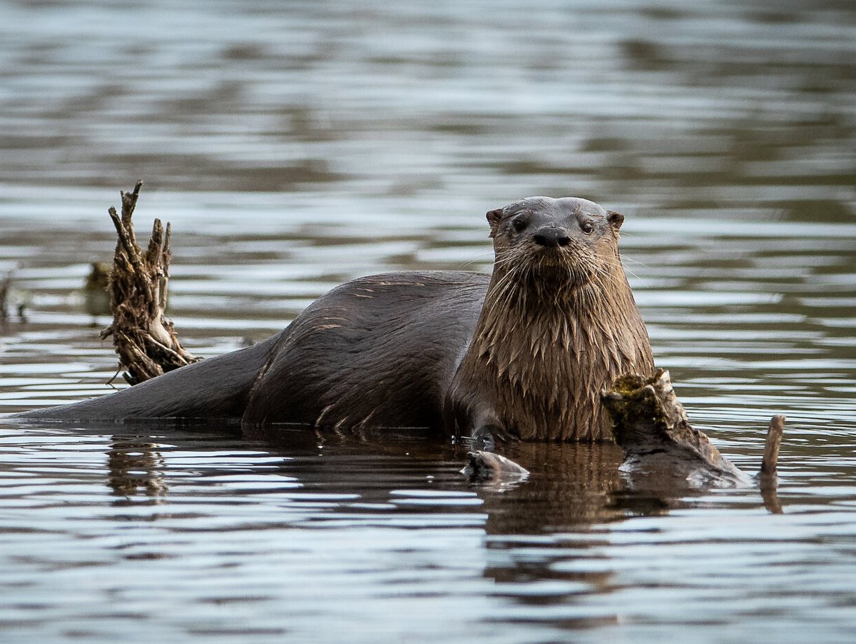 River Otters: Neither Fish nor Flesh | Finger Lakes Land Trust