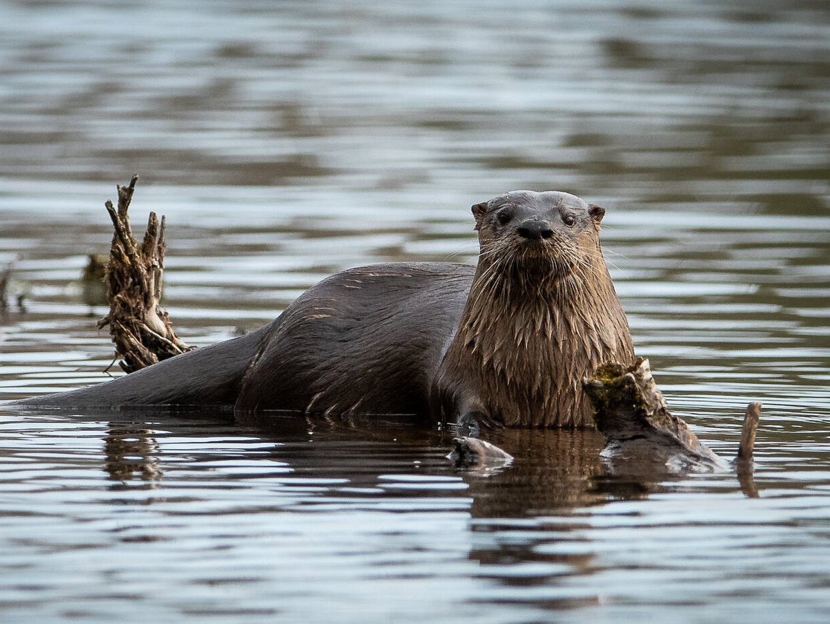 in-otter-news-calendar-2024-humour-month-to-view-ebay