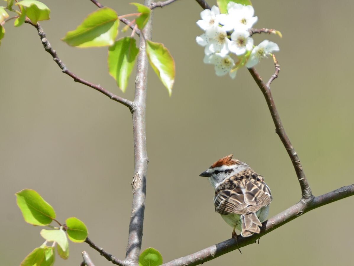 A small songbird sitting on a tree branch