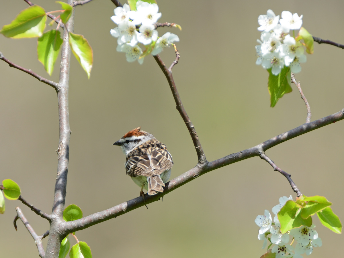 A small brown songbird sitting on a tree branch
