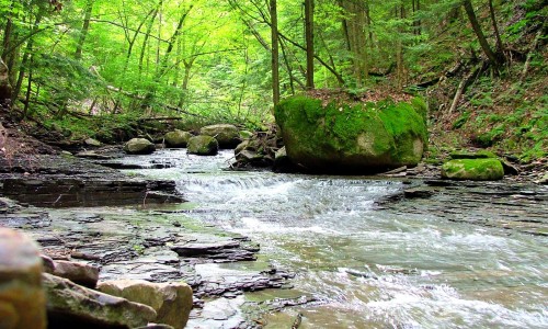 Celebrate The 20th Anniversary Of Wesley Hill Becoming A Nature Preserve!