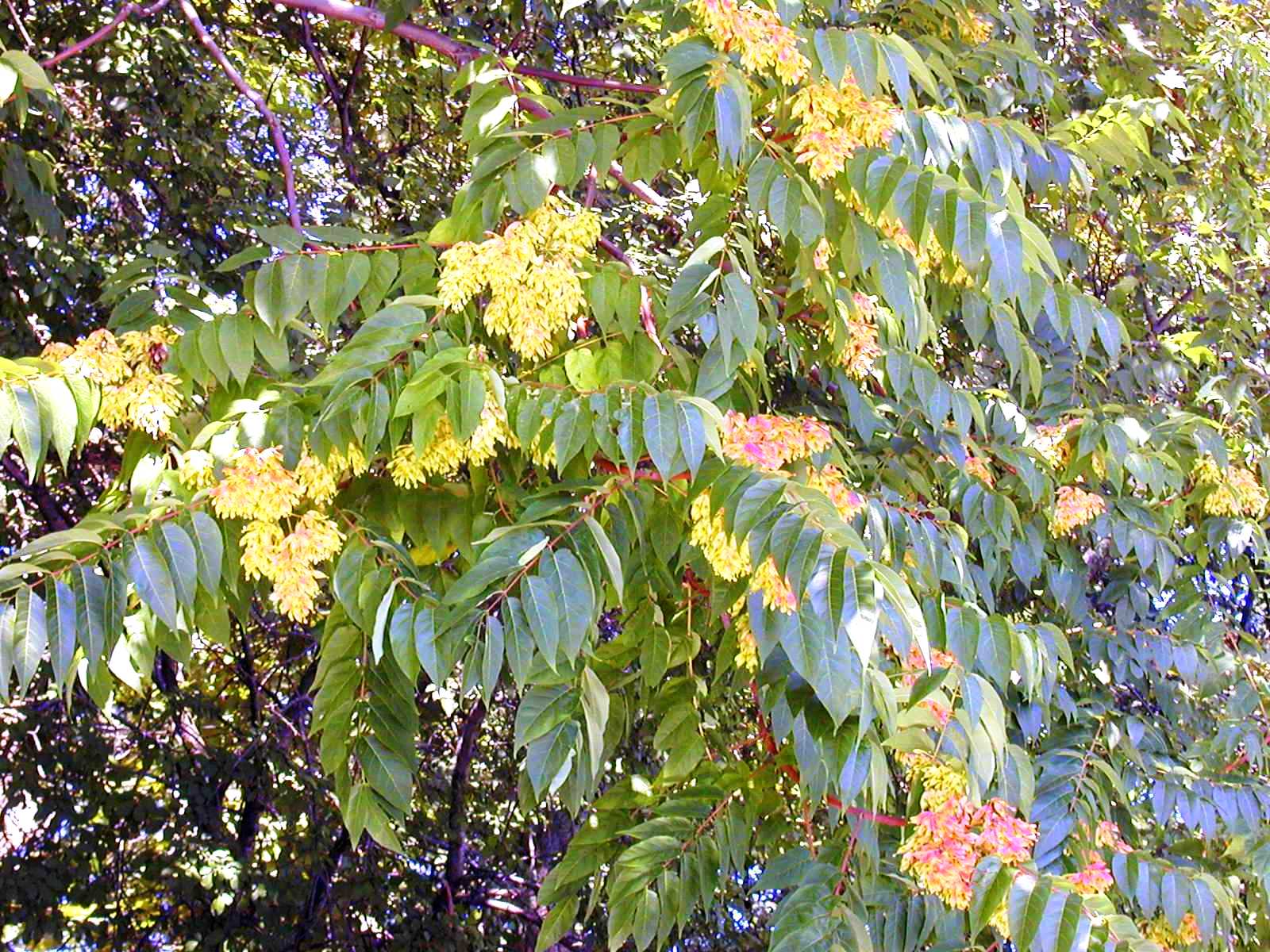 Norway Maple and Ailanthus | Finger Lakes Land Trust