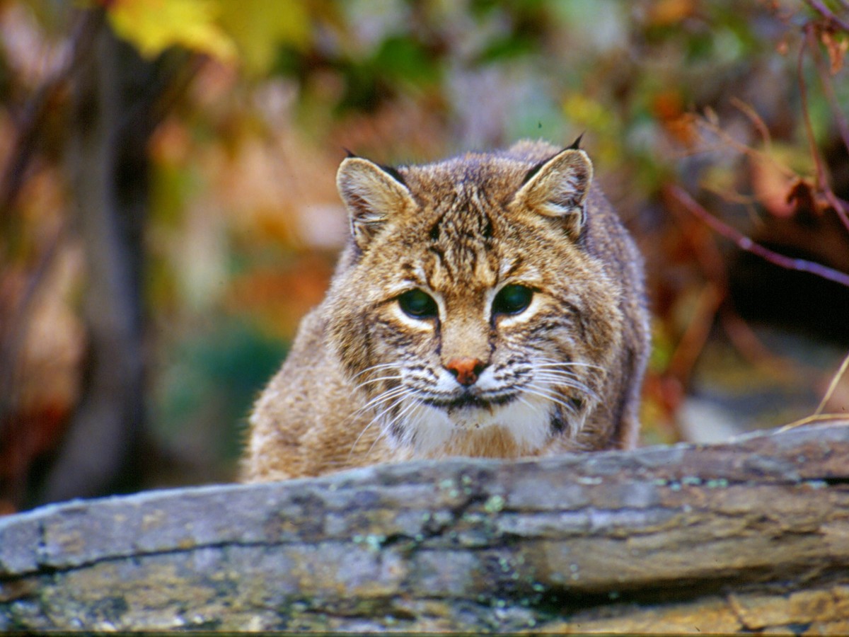 1-Bobcat 4