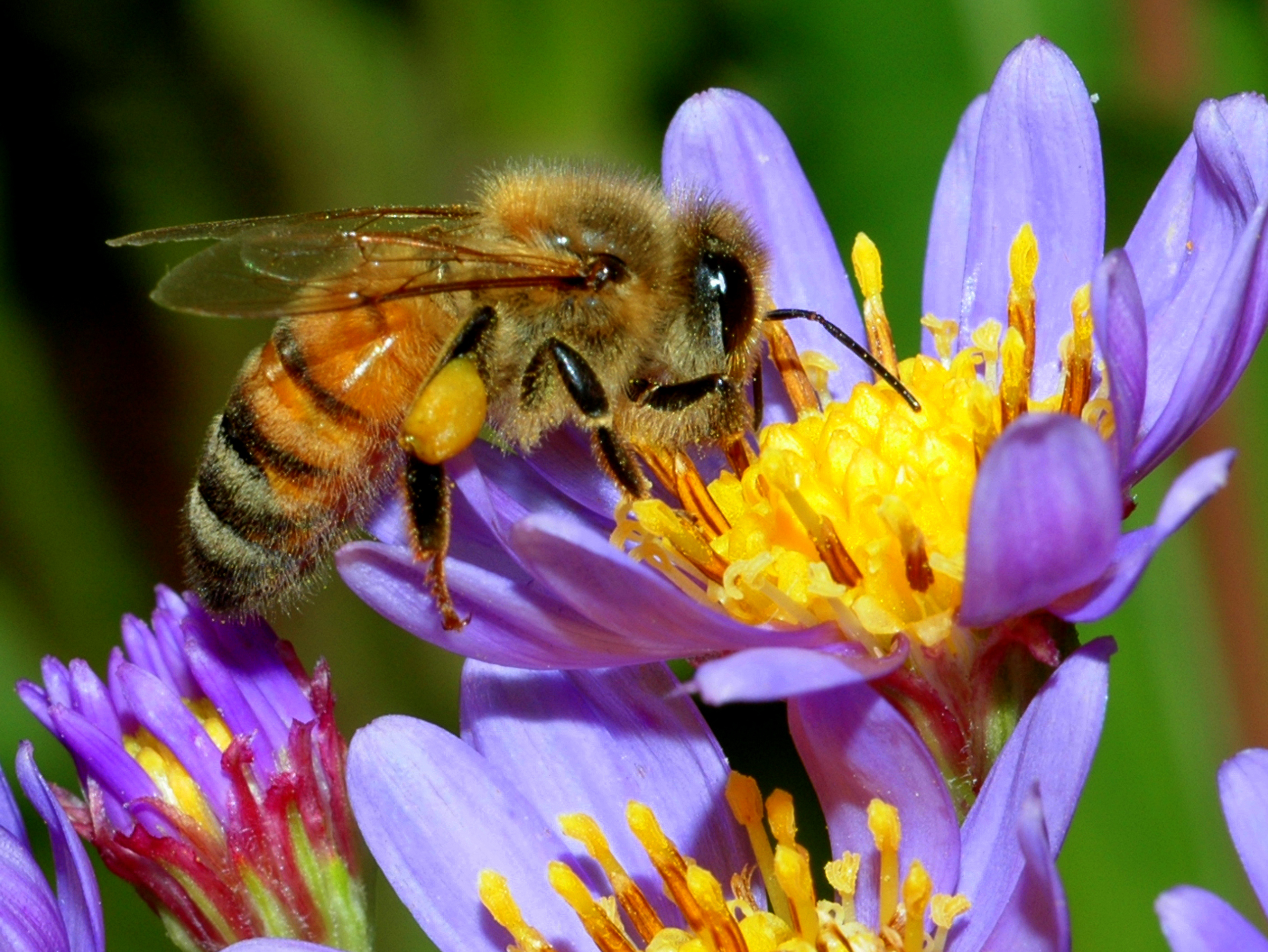 The Honey Bee: Our Friend in Danger