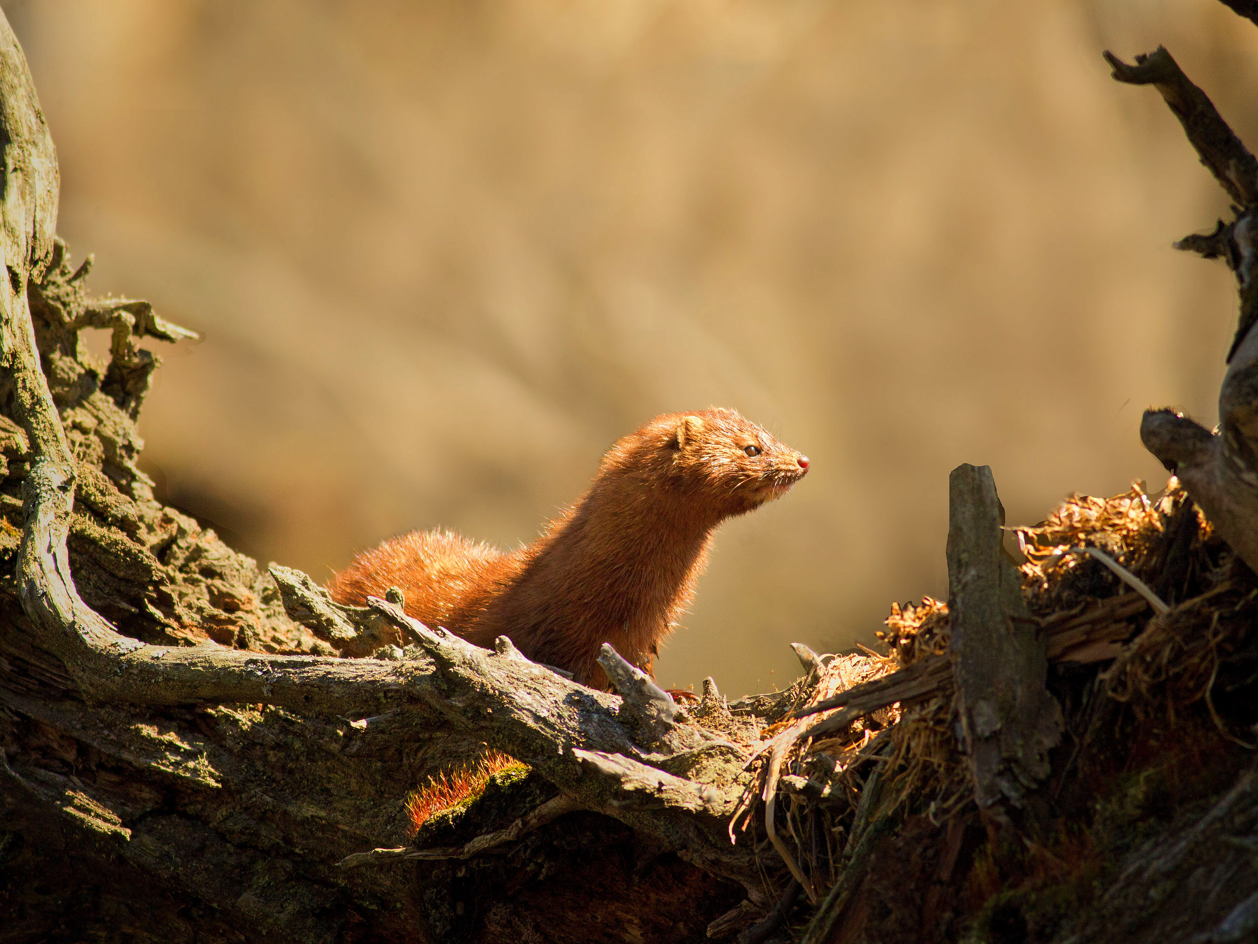 Our American Mink | Finger Lakes Land Trust
