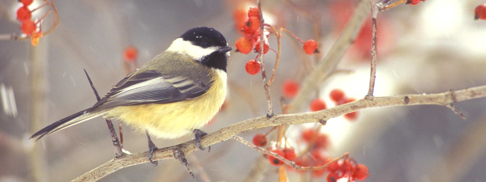 Black-capped Chickadee