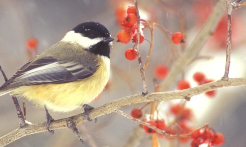 Black-capped Chickadee