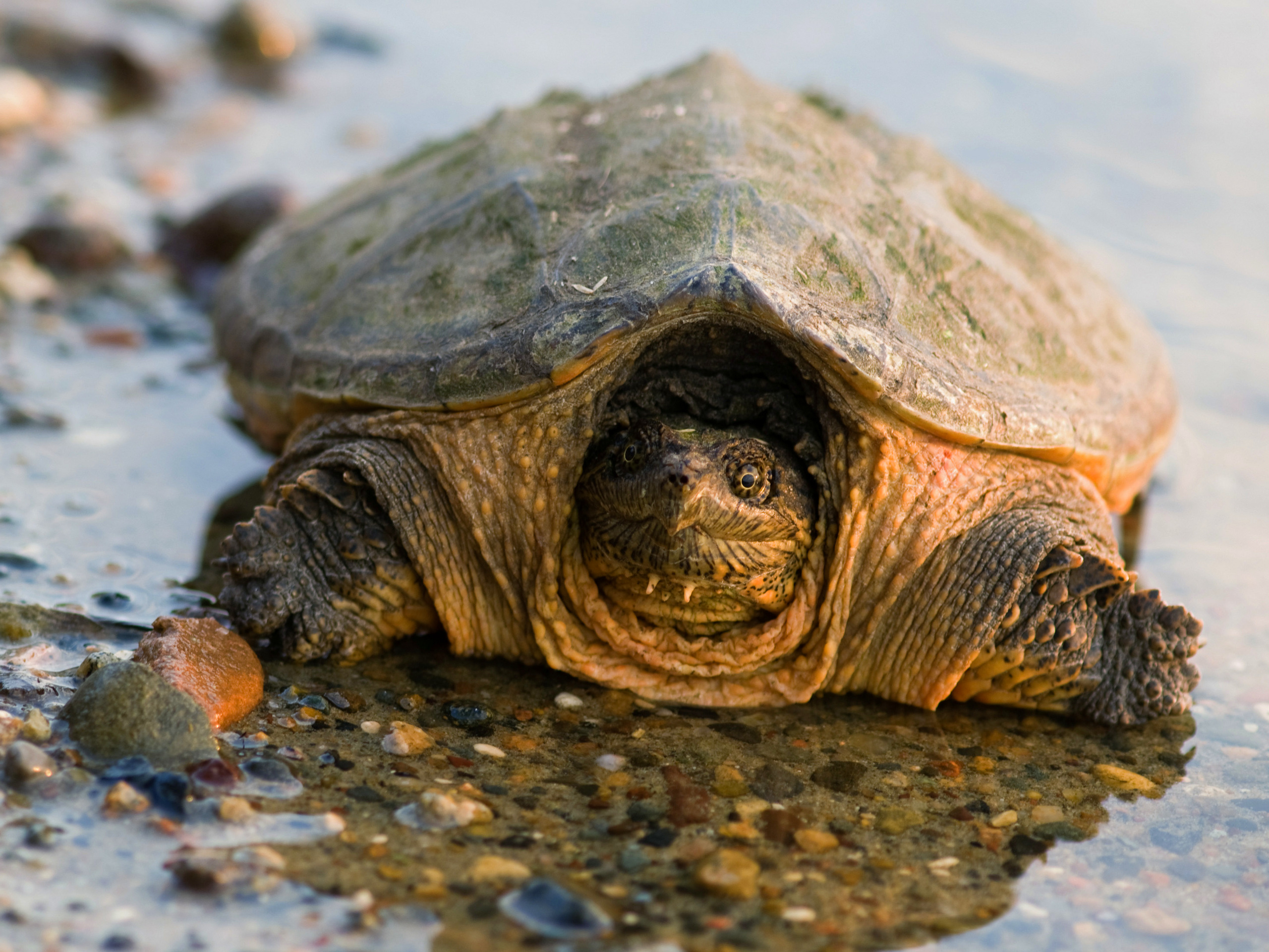 Handle with Care Snapping  Turtles  Finger Lakes Land Trust