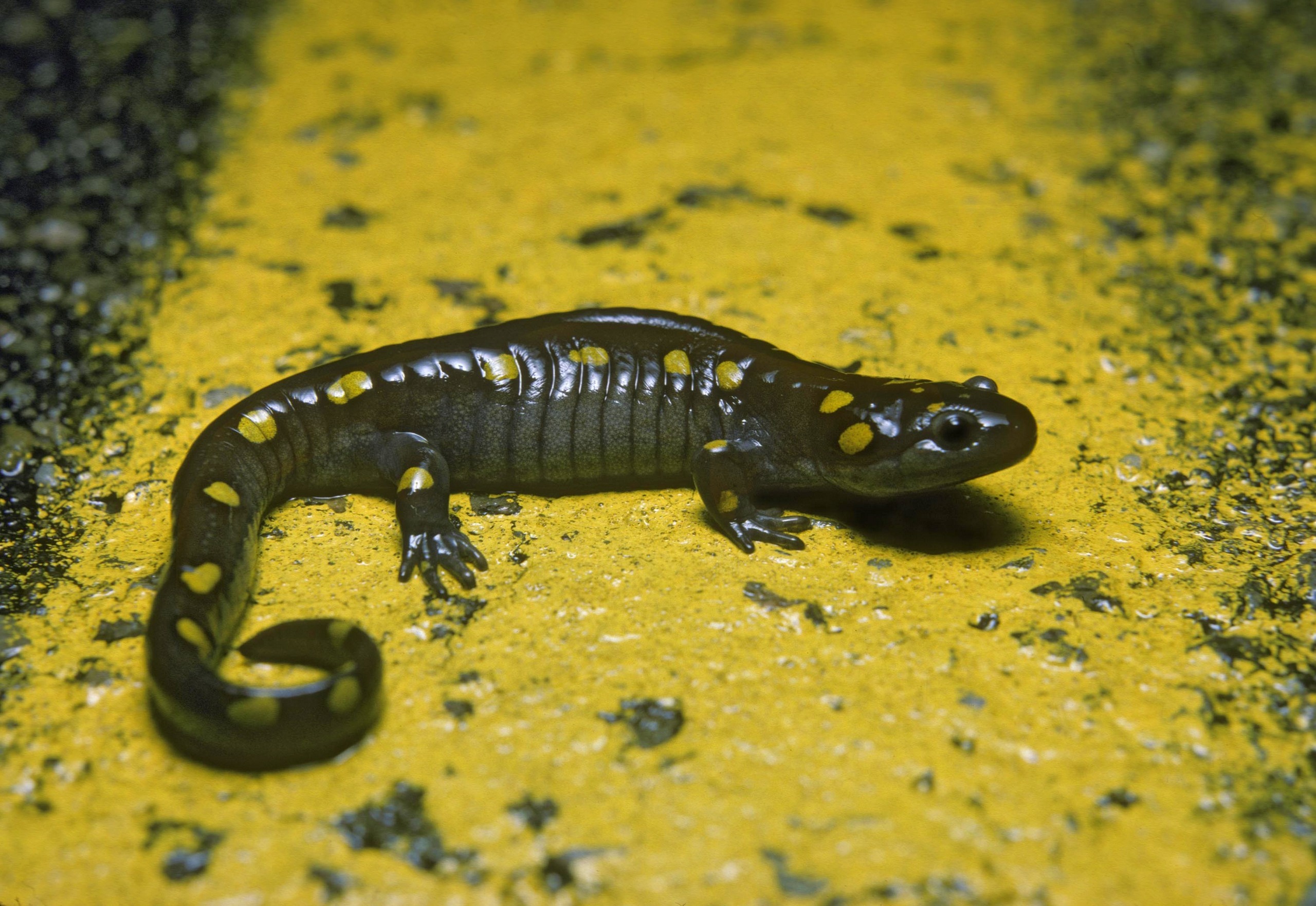 The Elusive Spotted Salamander  Finger Lakes Land Trust