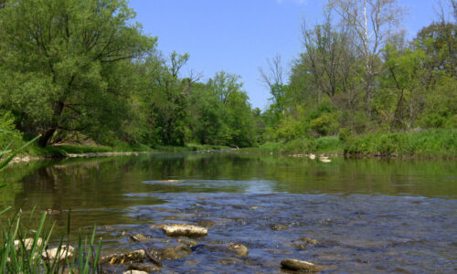 A tree-lined creek