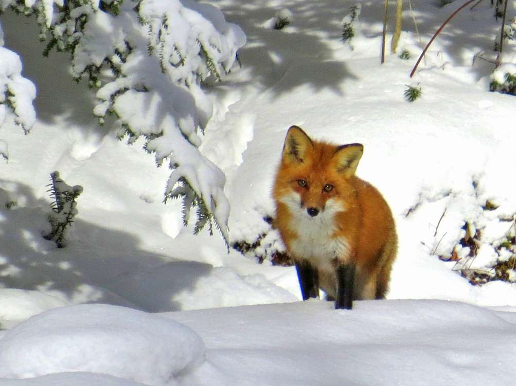 Red Fox — Edmonton & Area Land Trust