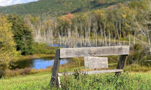 A wooden bench overlooking a pond on a nature preserve