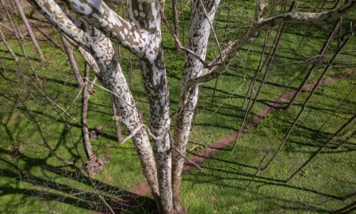 A sycamore tree