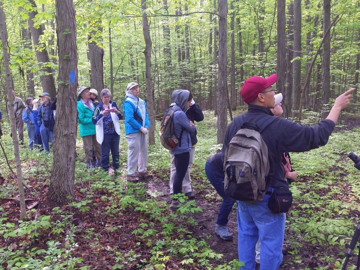 Looking for a Tennessee Warbler among the leaves.  Photo: Paul Anderson