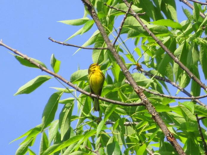 Spring Bird Quest Blog | Finger Lakes Land Trust