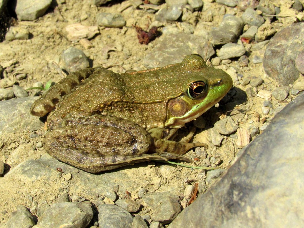 Green Frog.  Photo: Mark Chao 