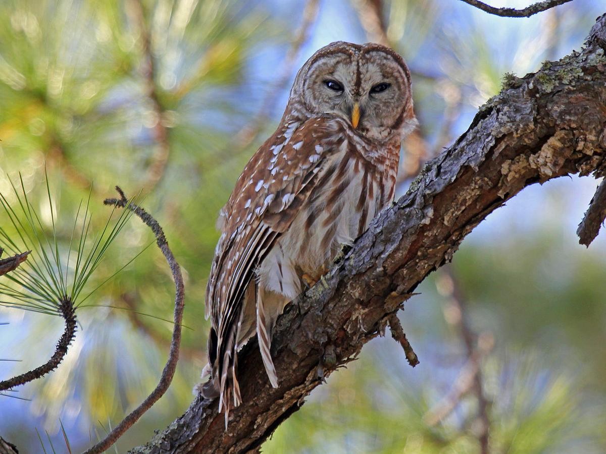 1280px-Barred_Owl_RWD2-001