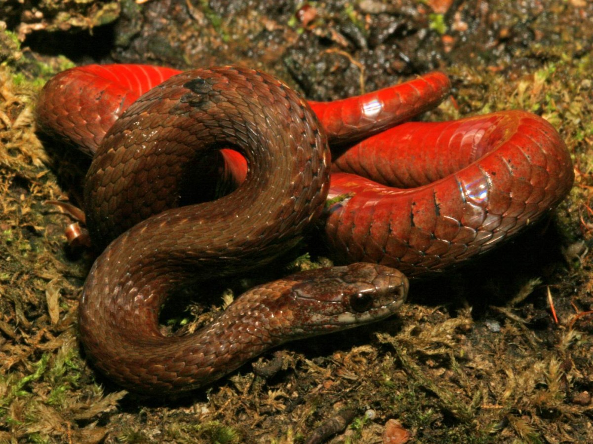 Red-Bellied_snake.Dick_Bartlett