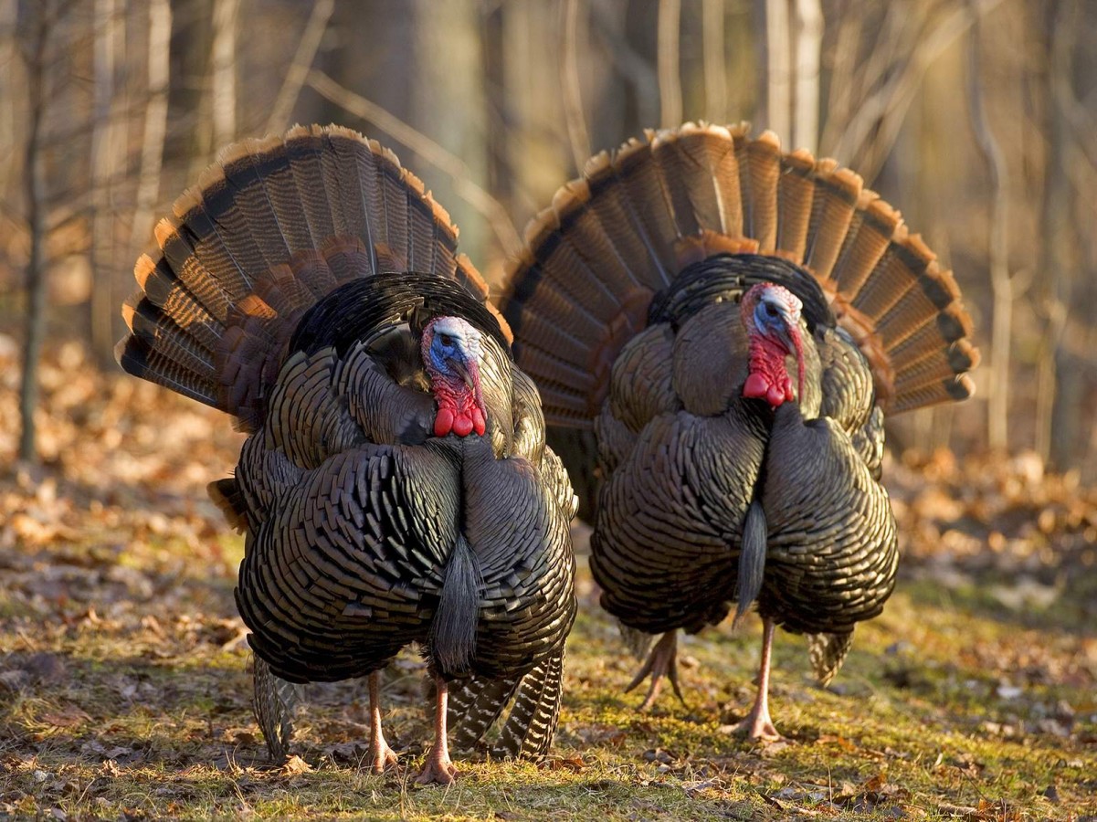 Wild Turkeys (meleagris gallopavo), two toms displaying, Newfield NY, USA