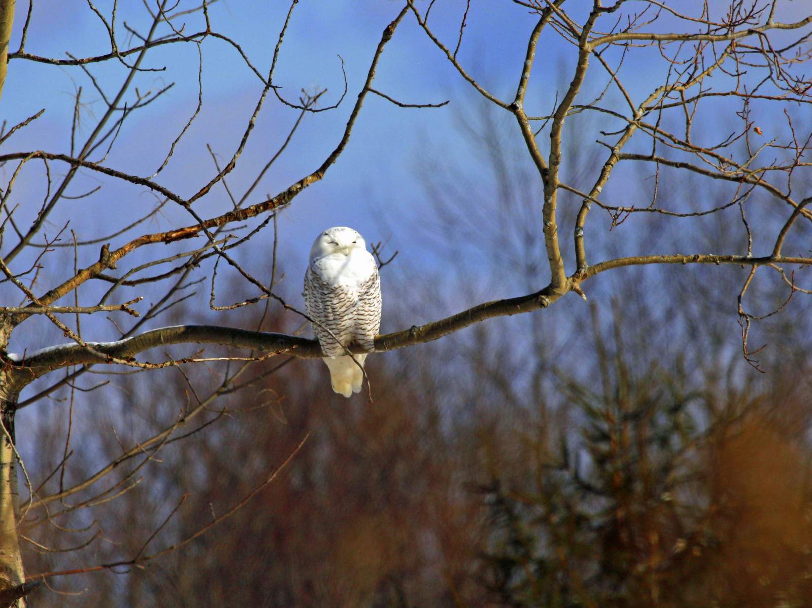 Arctic Tundra Snowy Owl