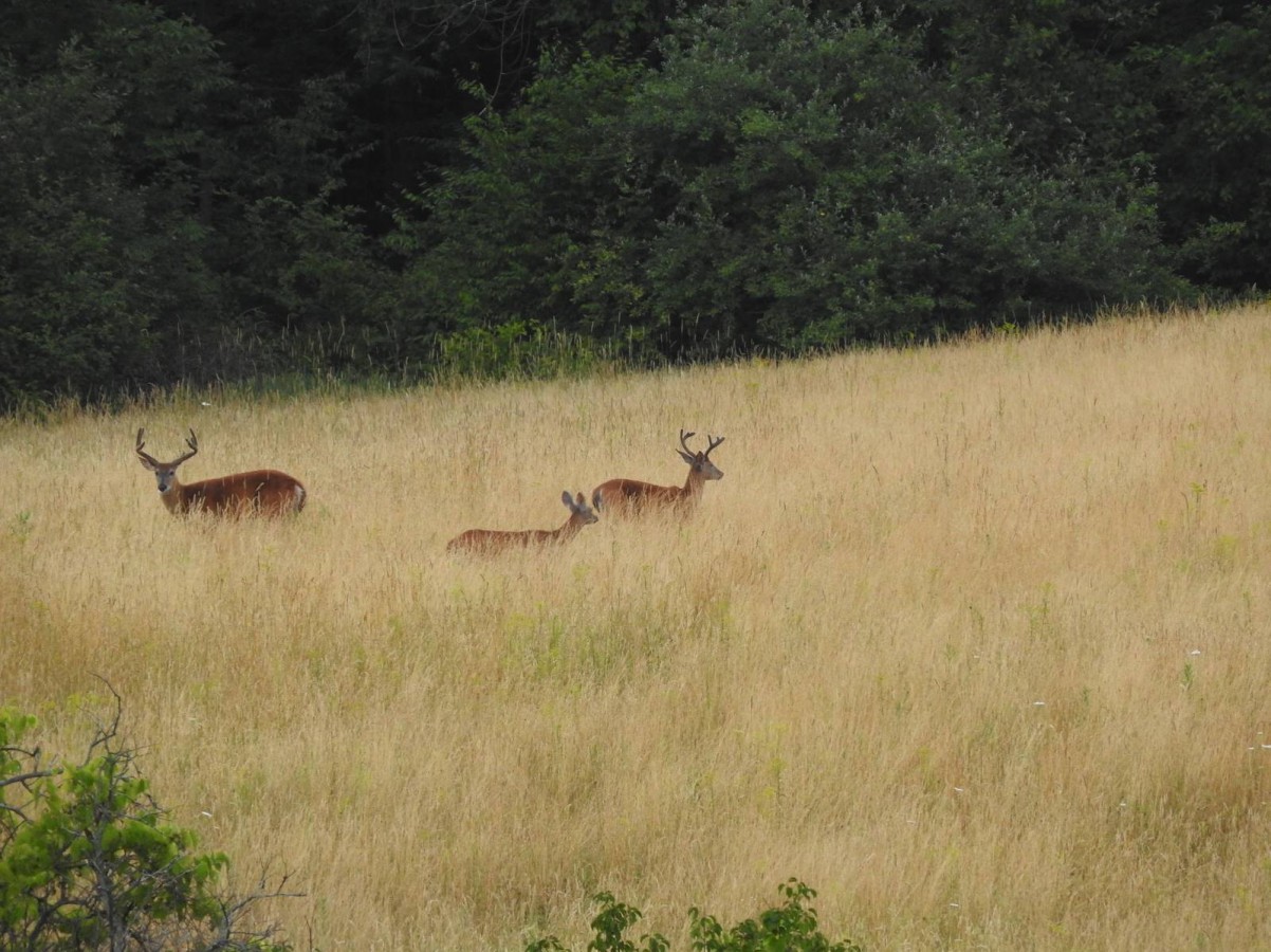 deer family Bristol