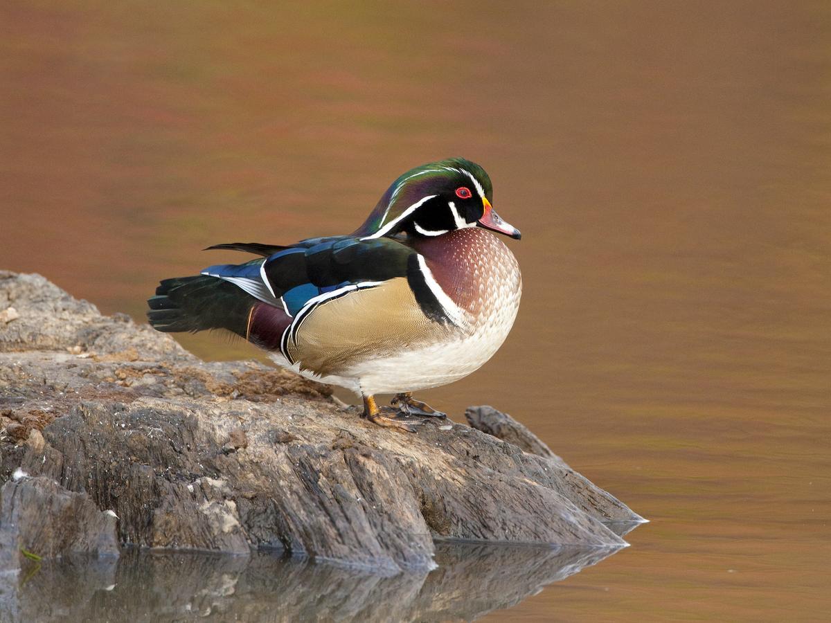 Beyond the Iconic Image: The Hidden Life of Wood Ducks