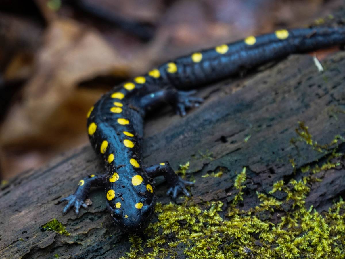 How Does the Algae Help the Salamander? 