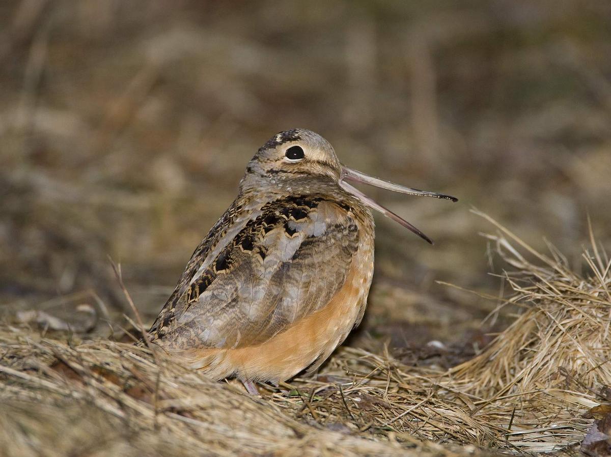 An American Woodcock