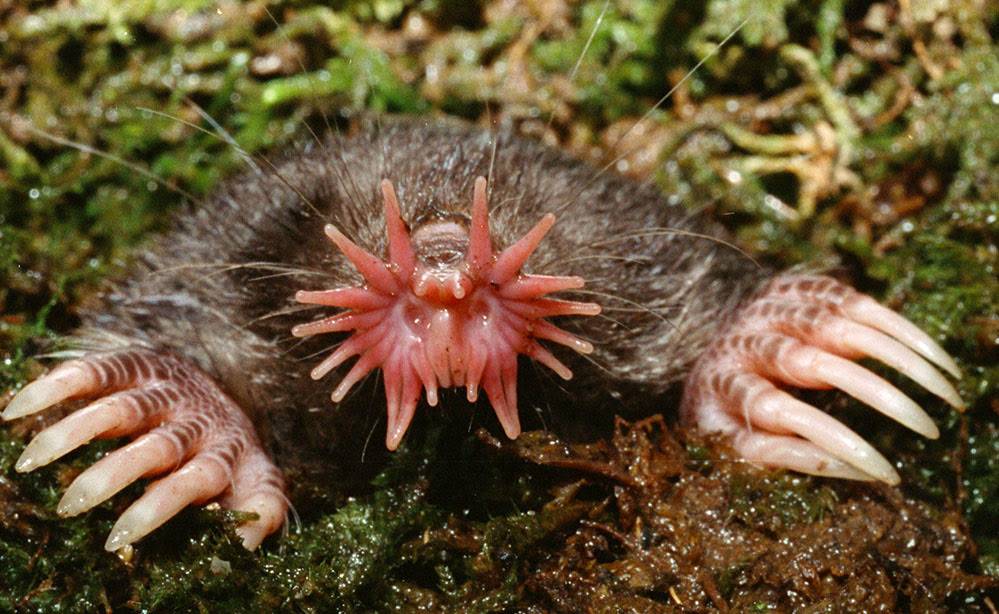 Mole