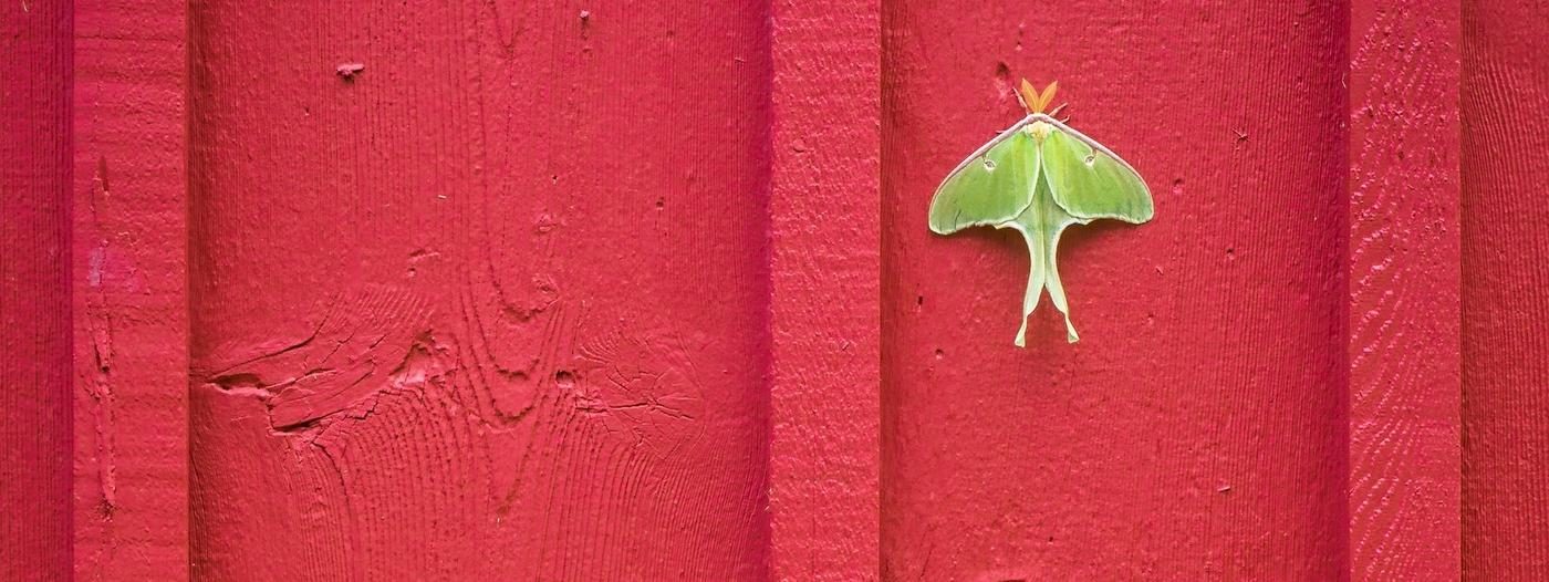 Goddess Of The Moon The Life History Of The Luna Moth Finger Lakes Land Trust Goddess Of The Moon The Life History Of The Luna Moth Finger Lakes Land Trust