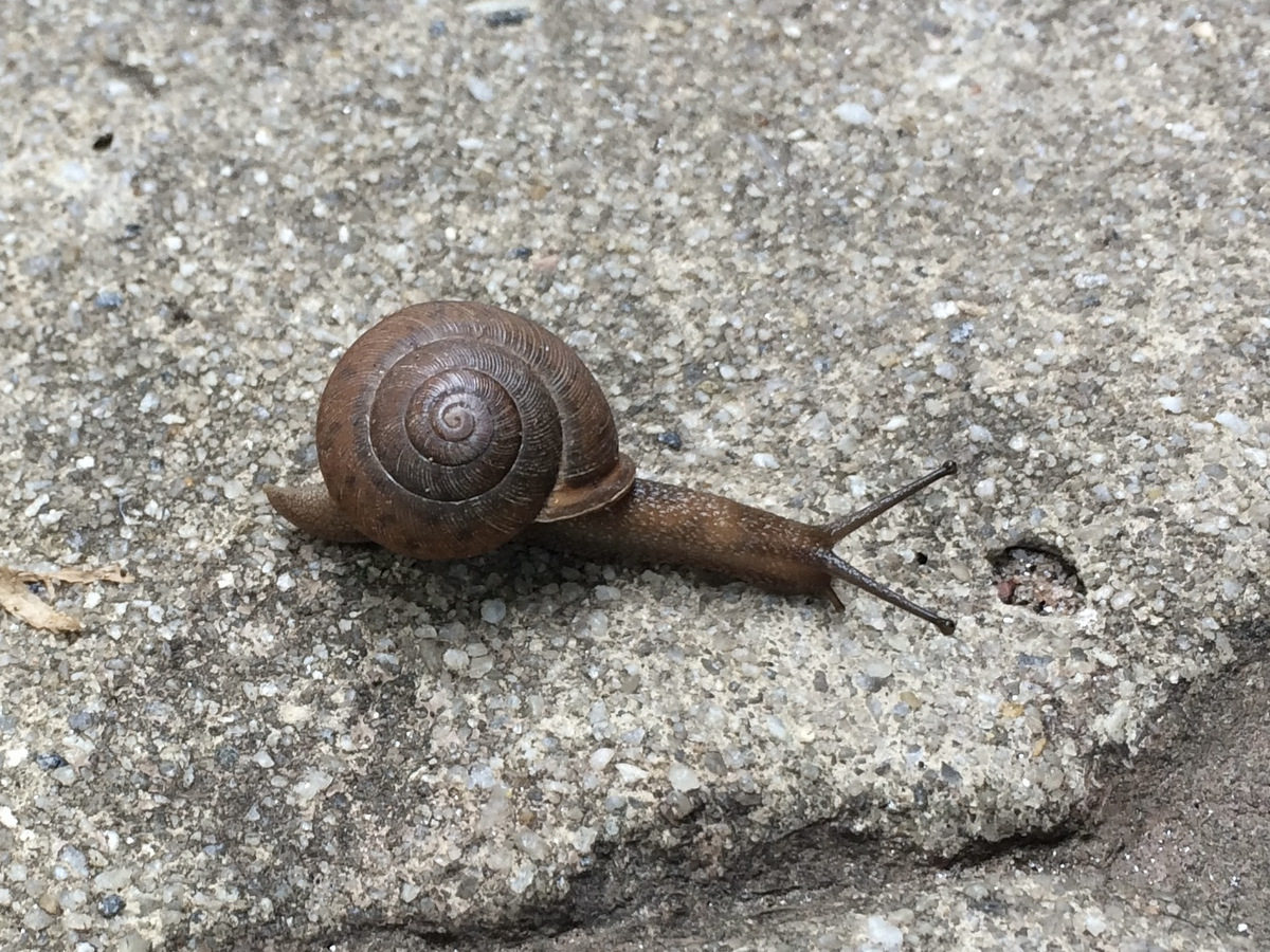 A small snail