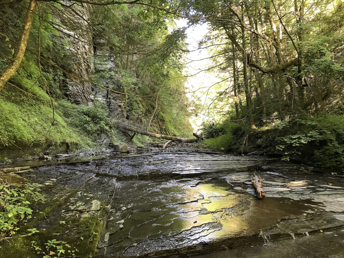 A stream flowing through a tree-lined gorge