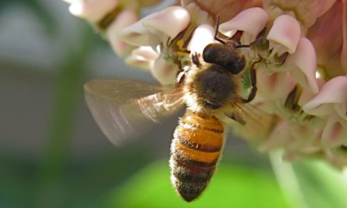 A honey bee