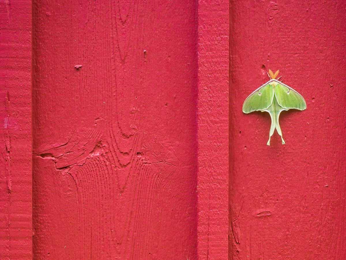 A luna moth