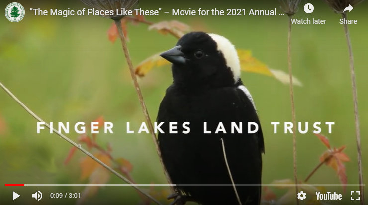 A Bobolink