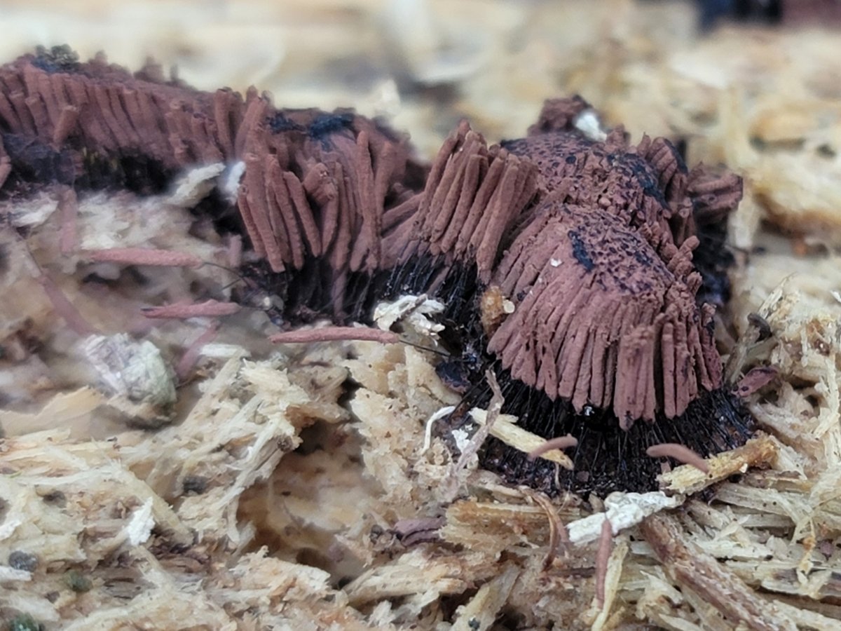 Chocolate tube slime mold