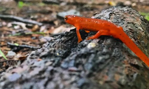 An eastern newt