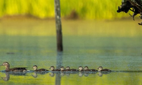 Wood Ducks swimming