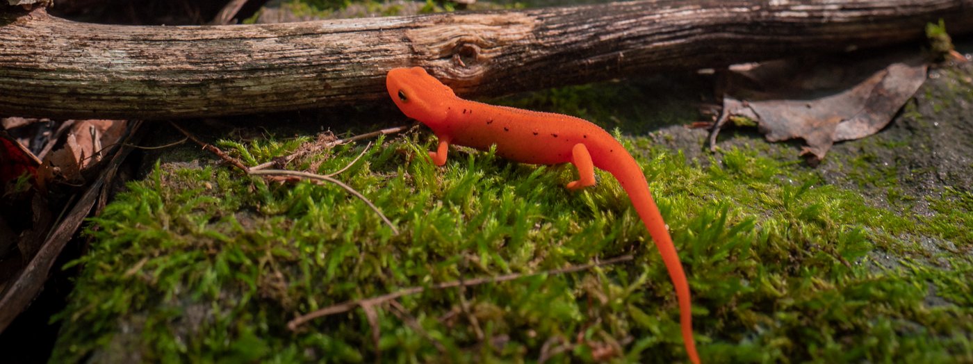 Ol' Greenie Back-eye: The Eastern Newt | Finger Lakes Land Trust Ol' Greenie Back-eye: The Eastern Newt | Finger Lakes Land Trust