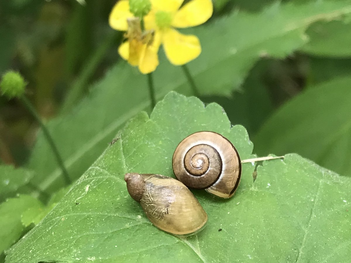 Two snails