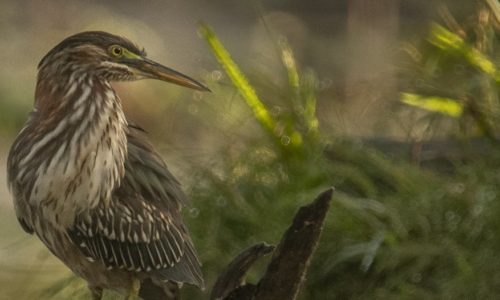 A Green Heron