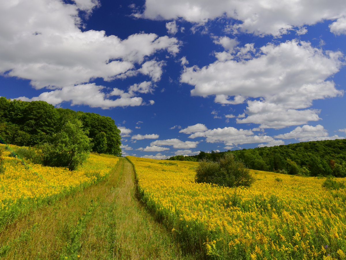 A grass trail through a goldenrod meadow with a bright blue sky