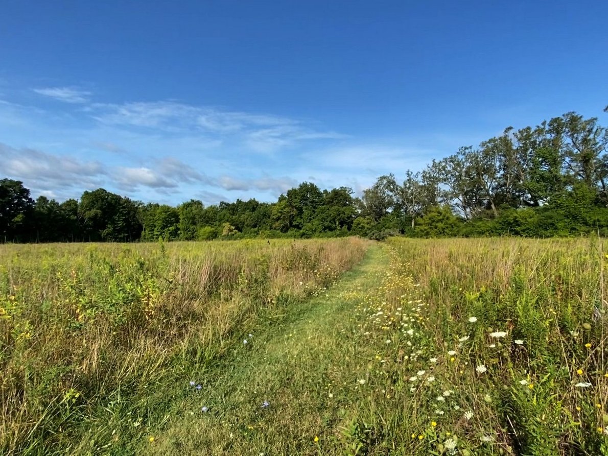 A grass trail through an open field