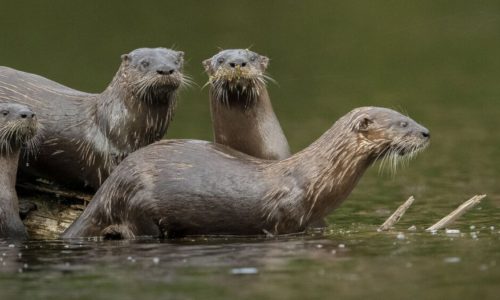 A group of four otters